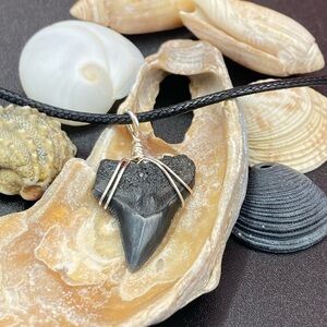 Elegant Black Shark Tooth Pendant Necklace